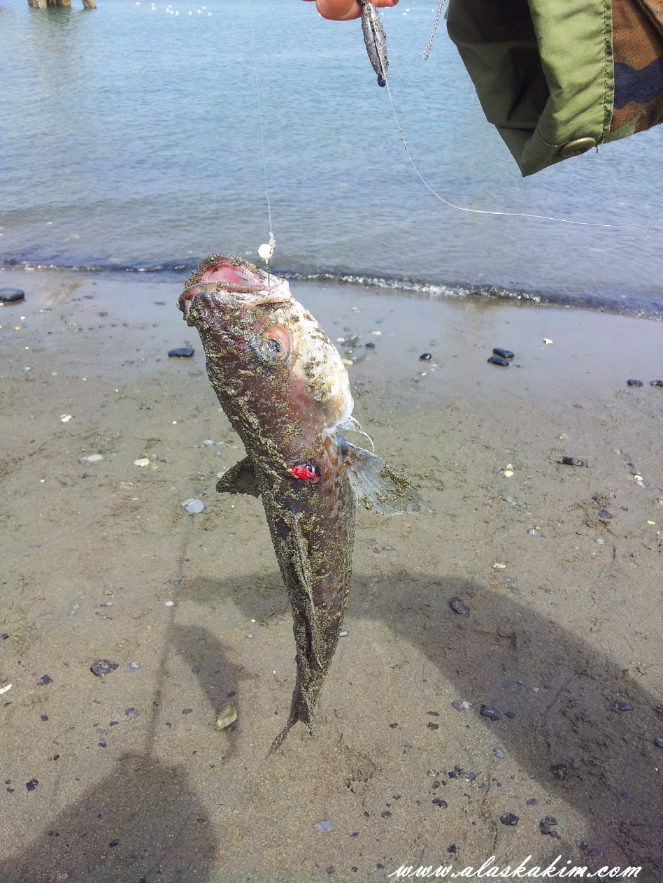 알래스카" 호머의 Farmer's market "
