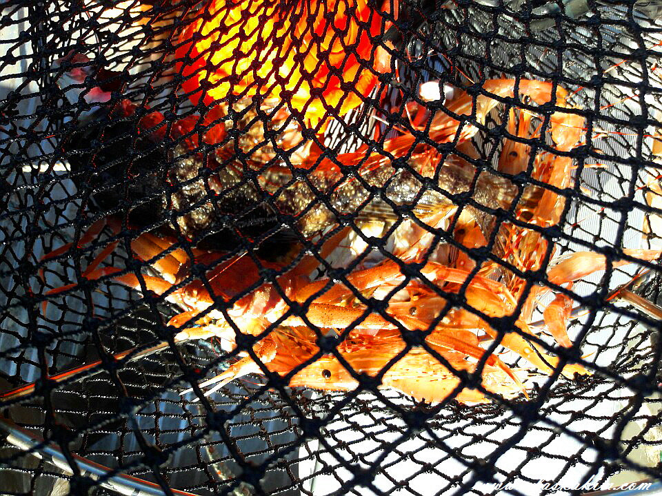 알래스카" 새우 잡는 법을 공개 합니다 "