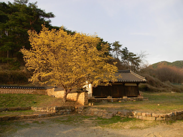 안동권씨 유회당 종가 산수유나무