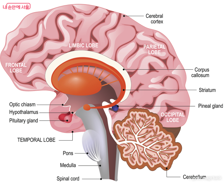 알수록 신기하뇌! 뇌의 기능부터 나이에 따른 변화까지