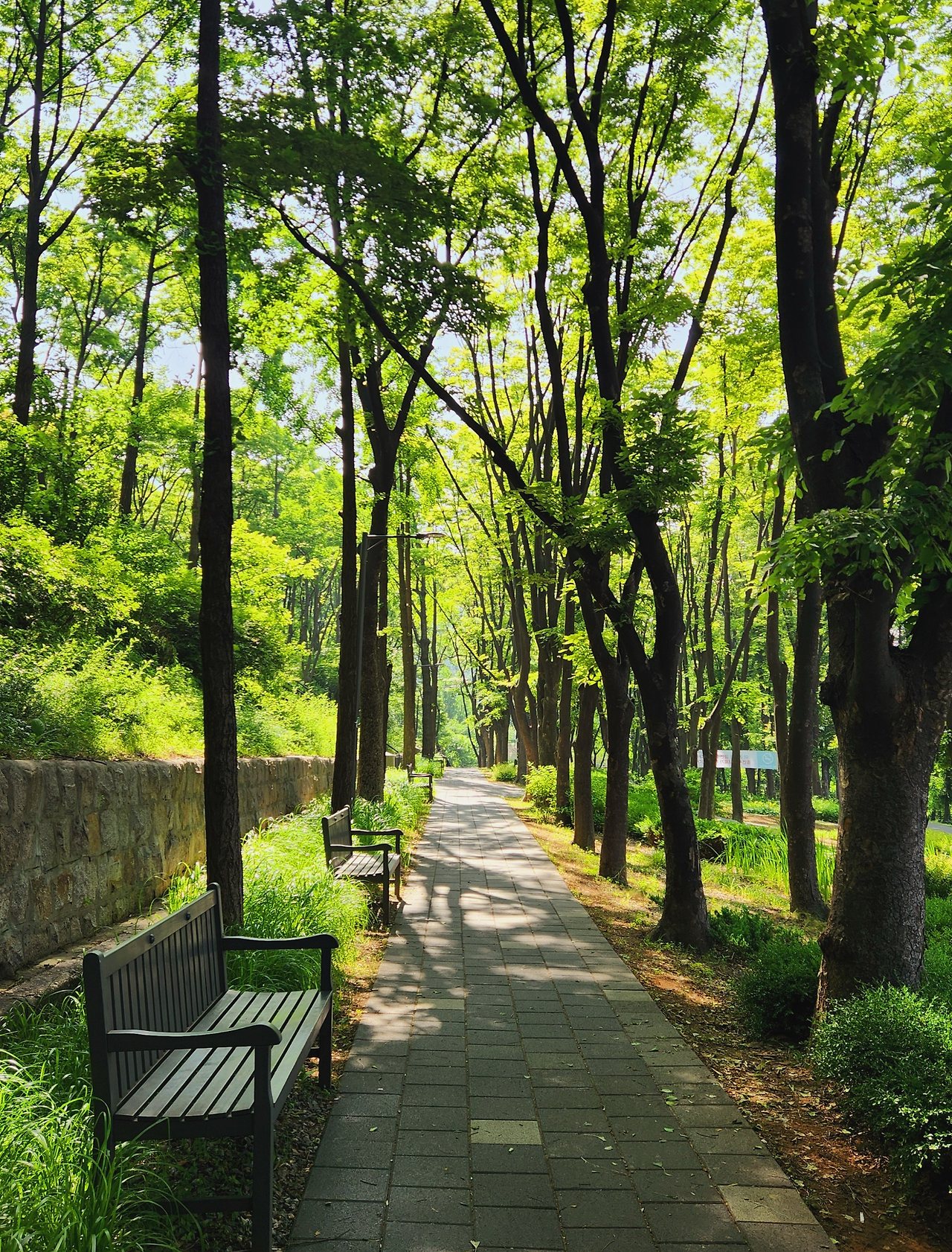 요즘 매주 남산도서관에 강의 들으러 간다.<BR> 조금 일찍 가서 남산공원을 산책하는 재미가 쏠쏠하다.<BR> ⓒ김성일