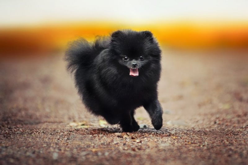 포메라니안 종류 블랙 포메라니안 성격 수명