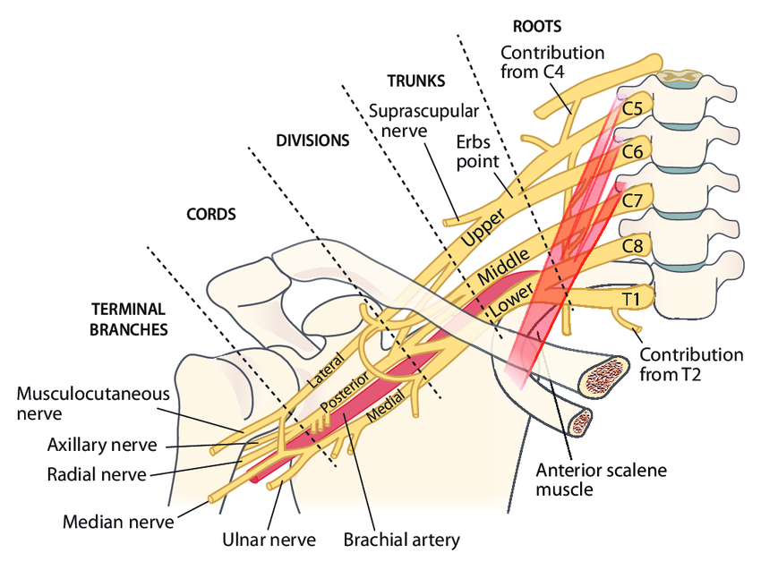 상완신경총(The Brachial Plexus)