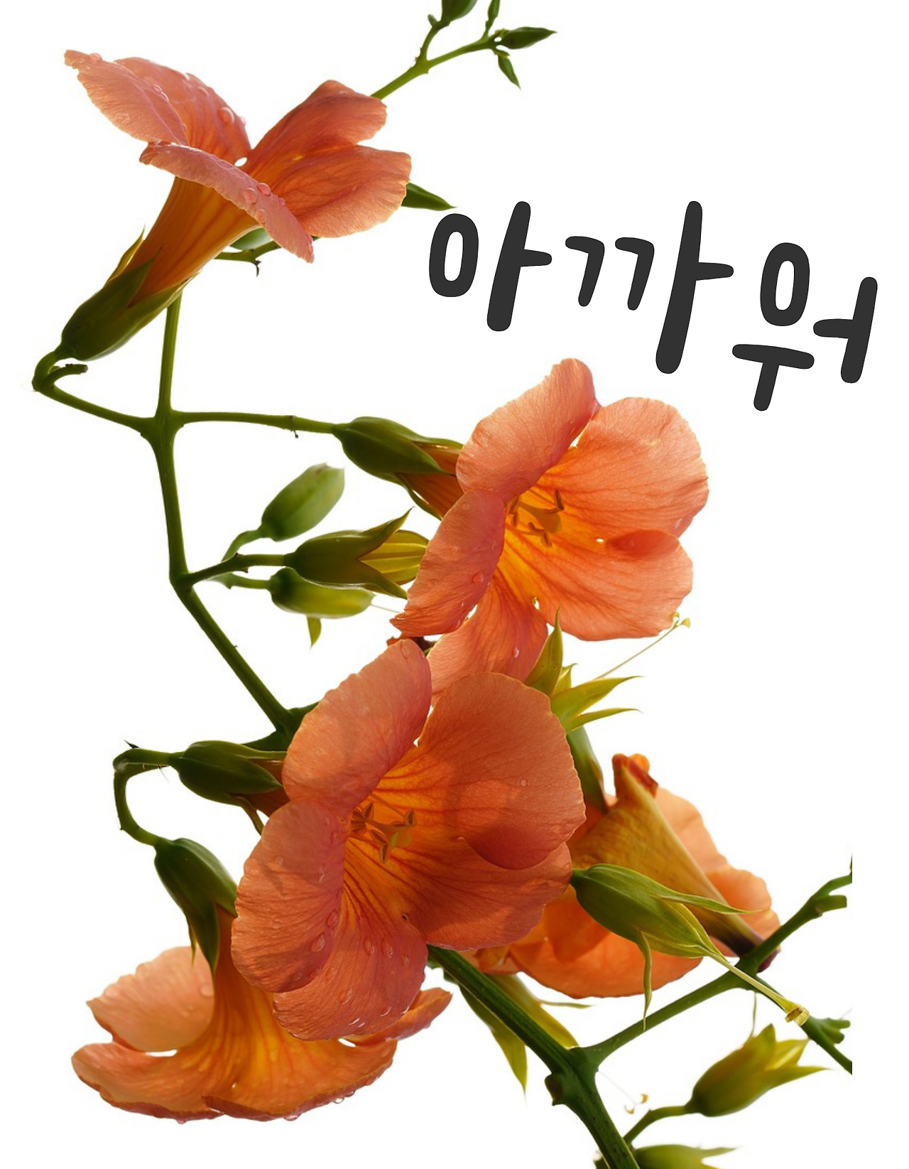 온라인 카지노 게임