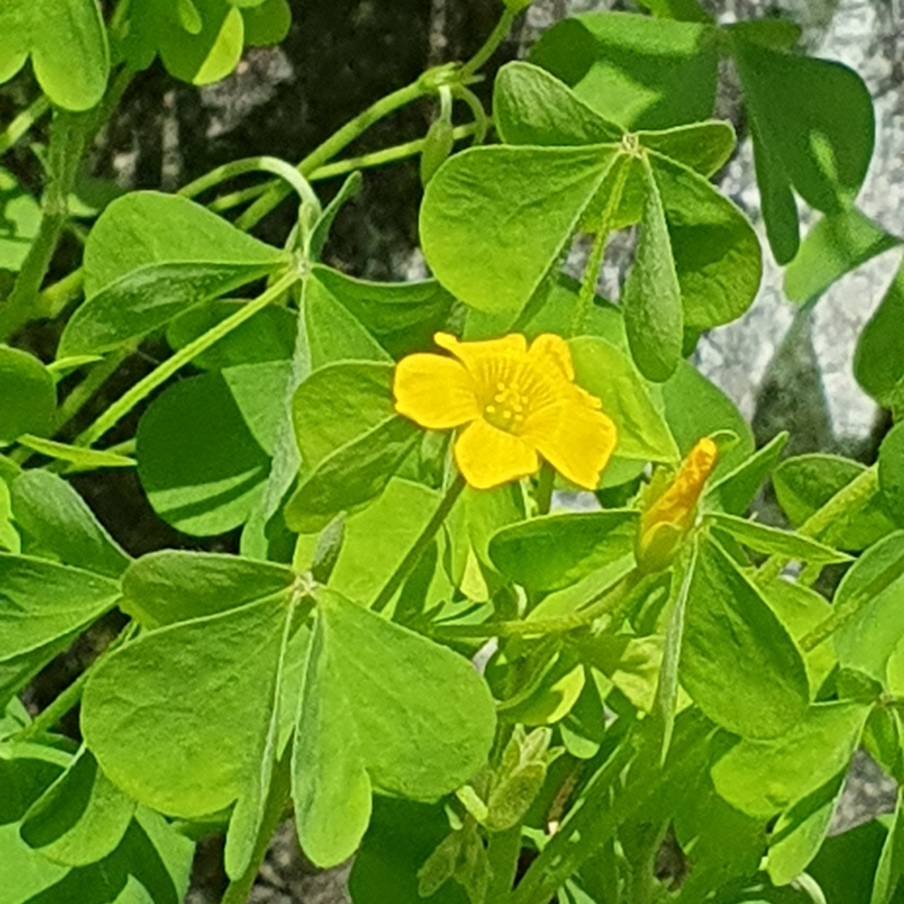 괭이밥은
정오가 지나야 잎 과 꽃잎이 완전히 펴진다.<BR><BR> 건물 그늘에만 가려도 꽃잎을 닫을 정도로 햇빛에 민감하다.<BR><BR>