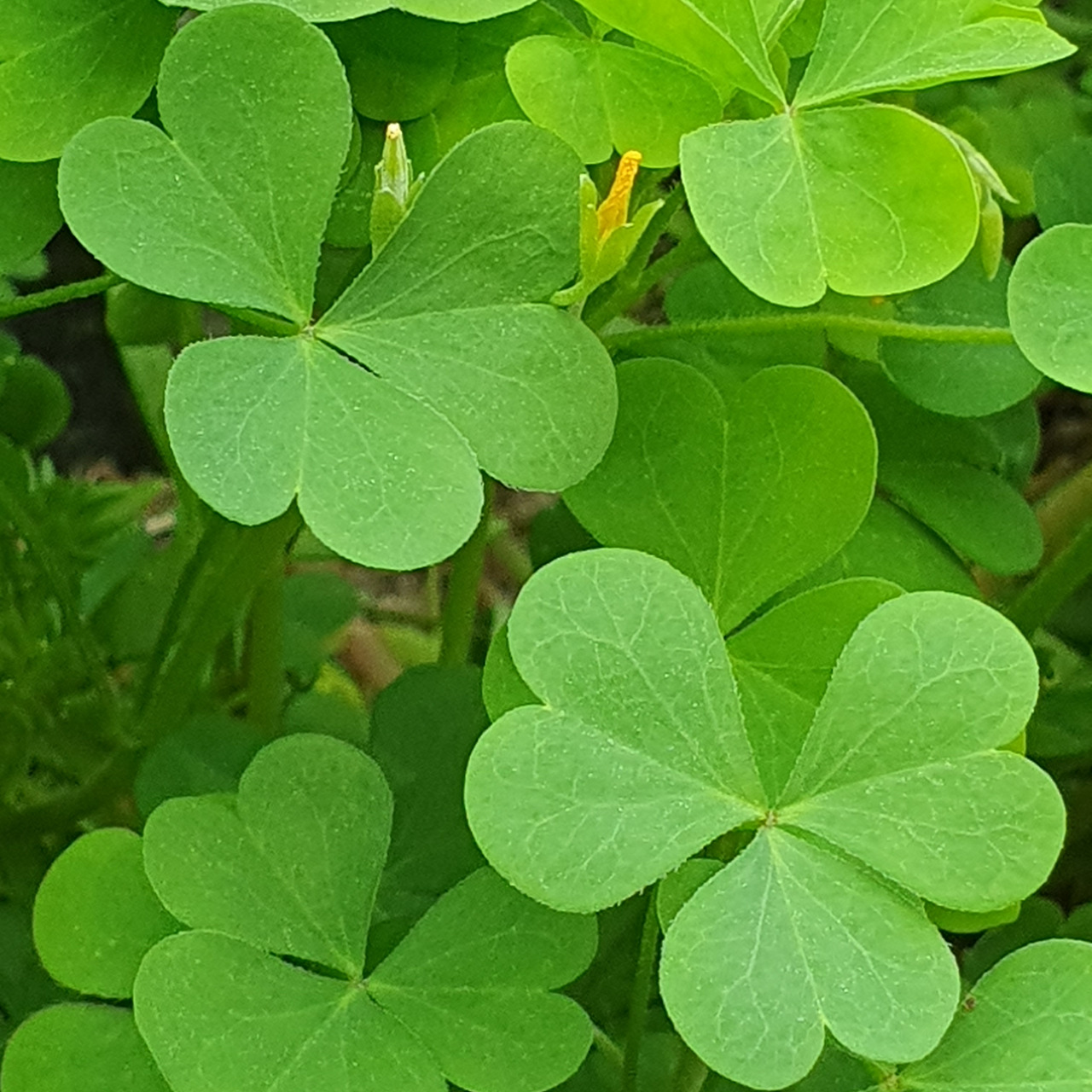 하트 모양의 작은 잎 3개가 모여 난다.<BR><BR> 잎과 줄기에는 수산염이 많다.<BR><BR> 고양이가 이를 먹는 건 뱃속에 든 이물질을 토해내기 위해서라고 한다.<BR><BR>