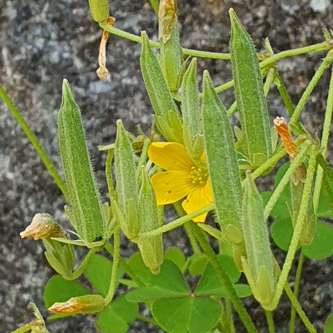 꽃이
지면
6각 기둥 같이 오뚝 선 열매가 맺힌다.<BR><BR> 안의 씨앗이 다 익으면 봉합선이 터지면서 수백 개의 씨앗을 튕겨낸다.<BR><BR>