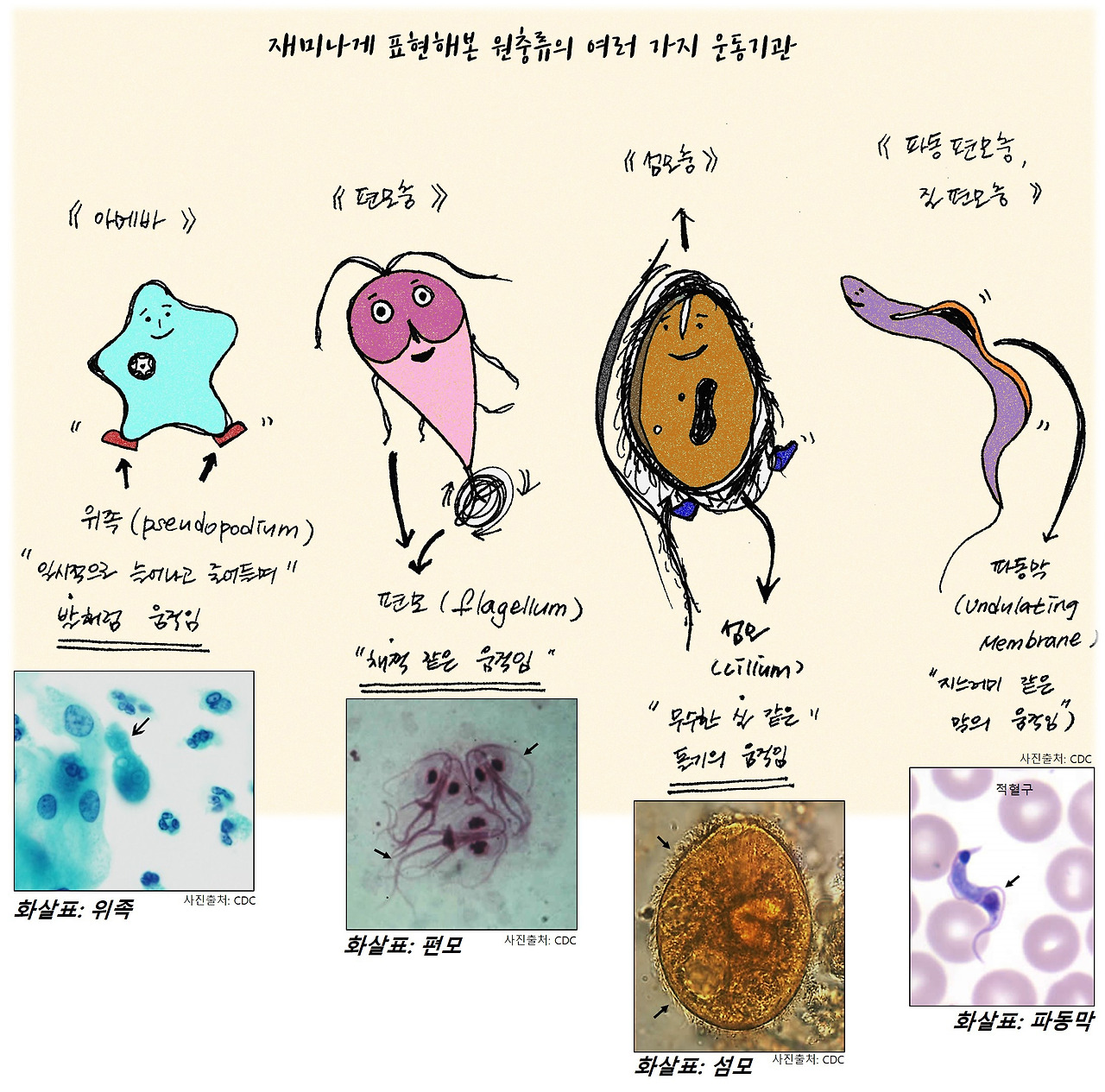 기생충 제국 - 기생충의 분류체계 (2) 원충류 1편