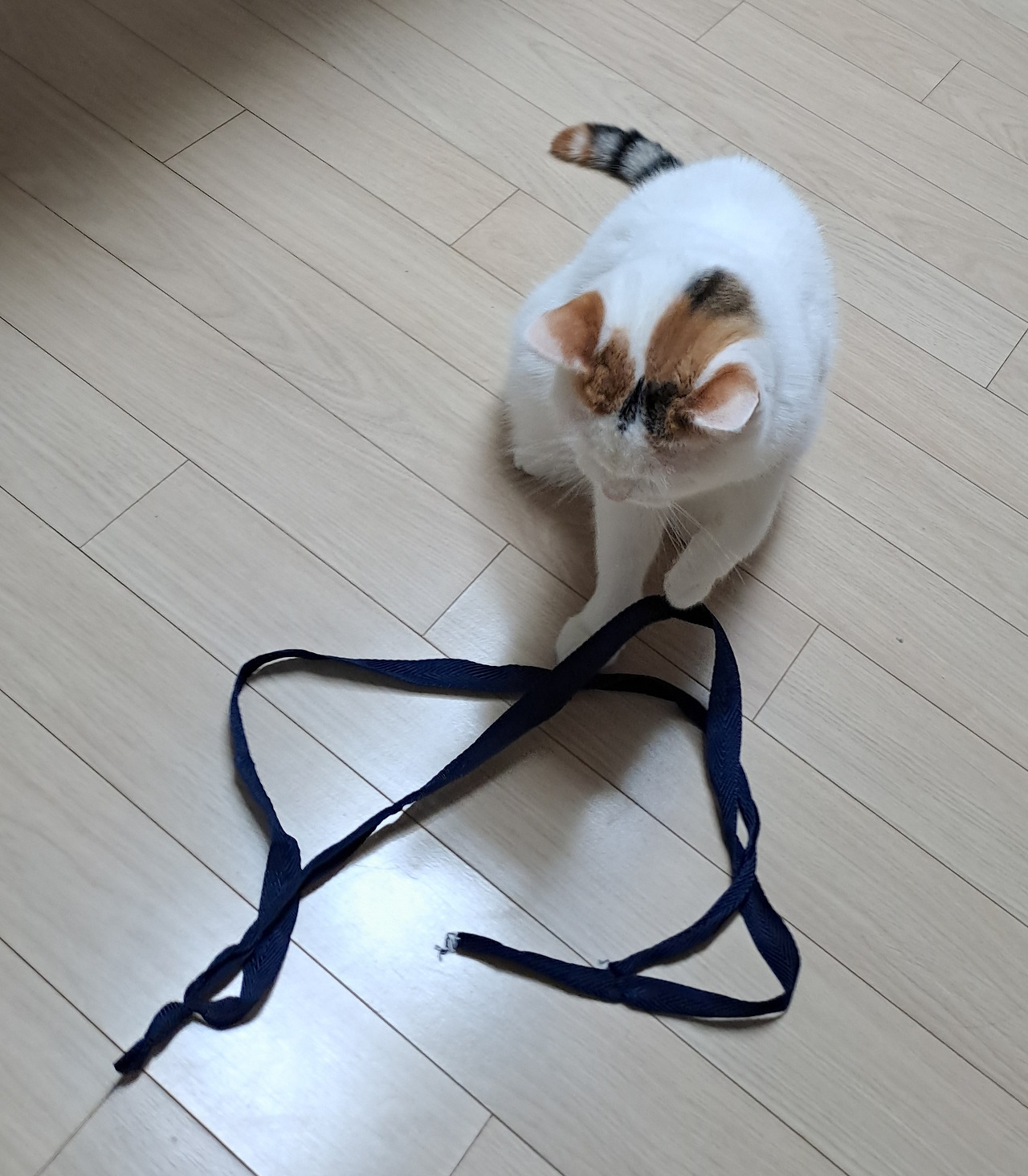 온라인 카지노 게임