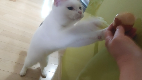 카지노 게임