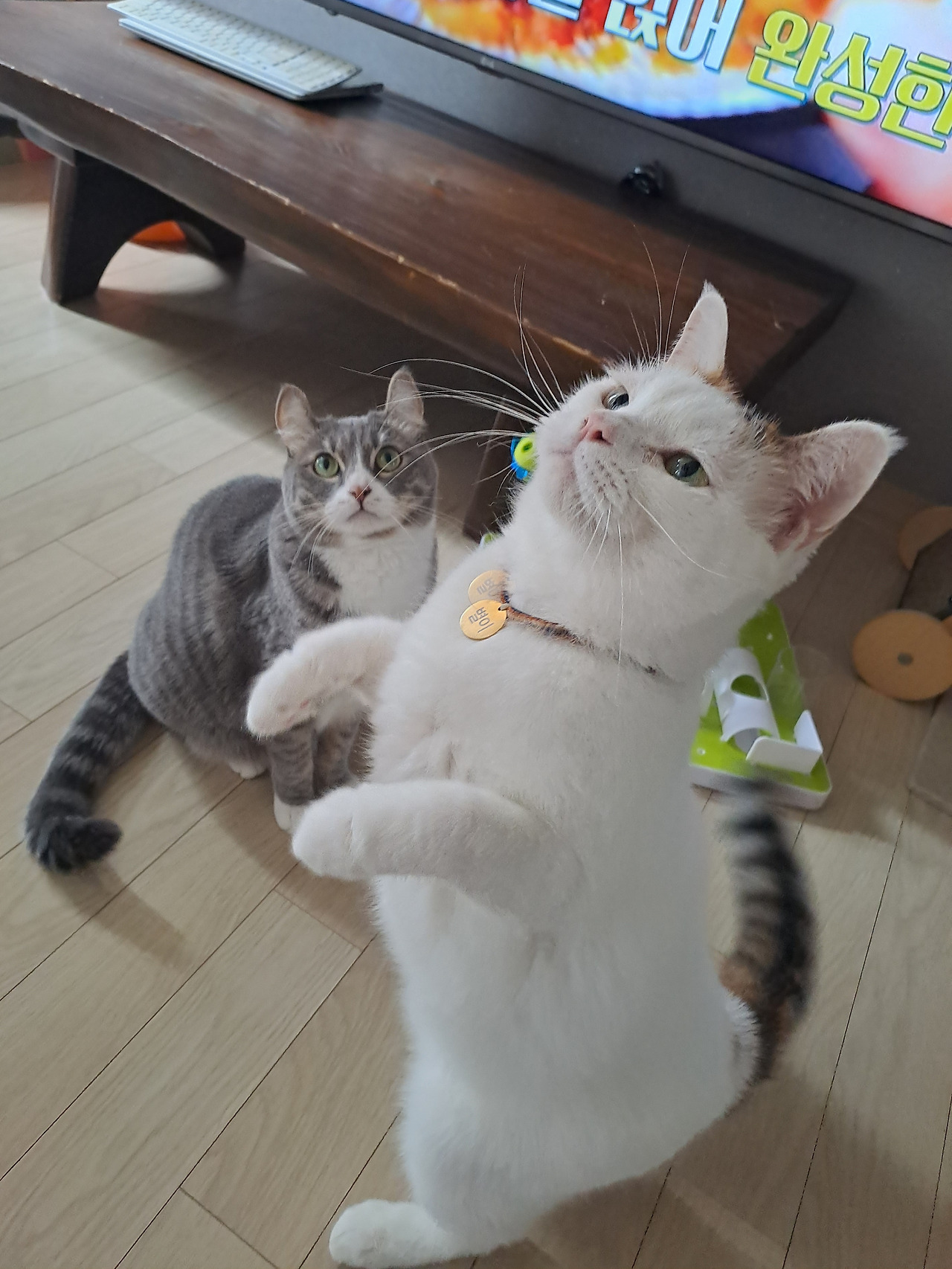 무료 카지노 게임