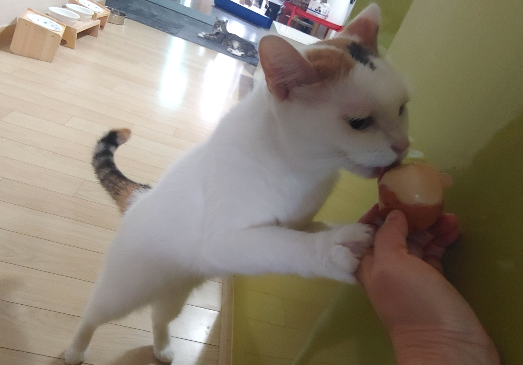 카지노 게임