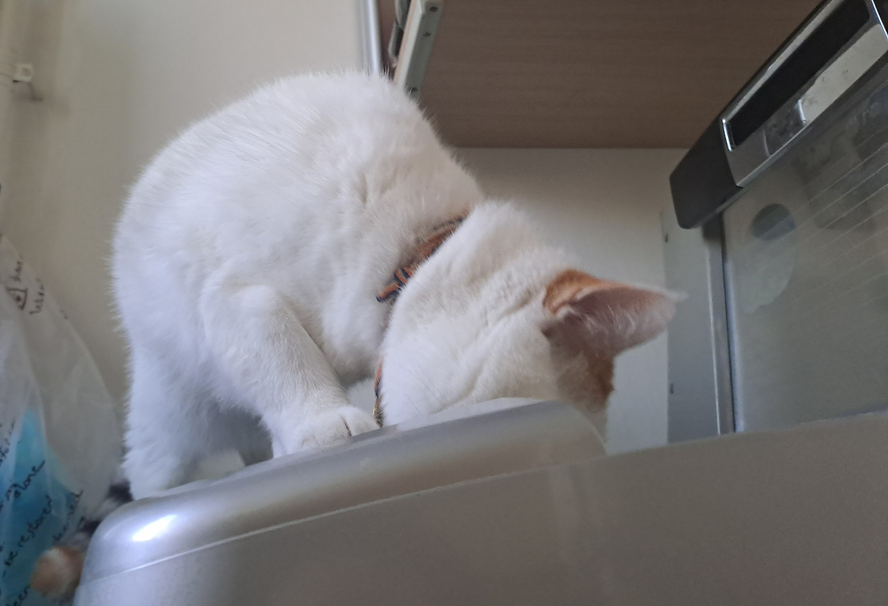 카지노 쿠폰