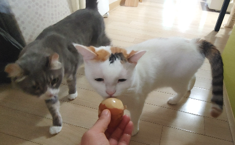 카지노 게임