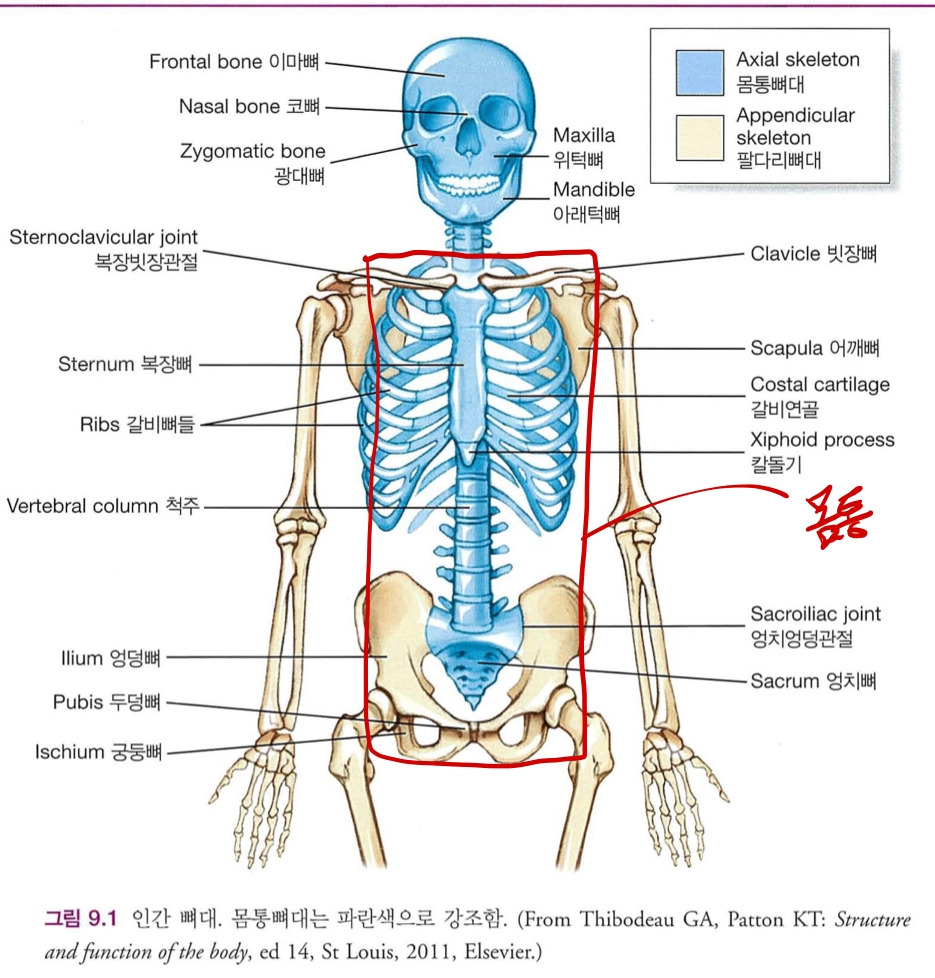 어깨운동을 한다고 어깨가 좋아질 거 같지?