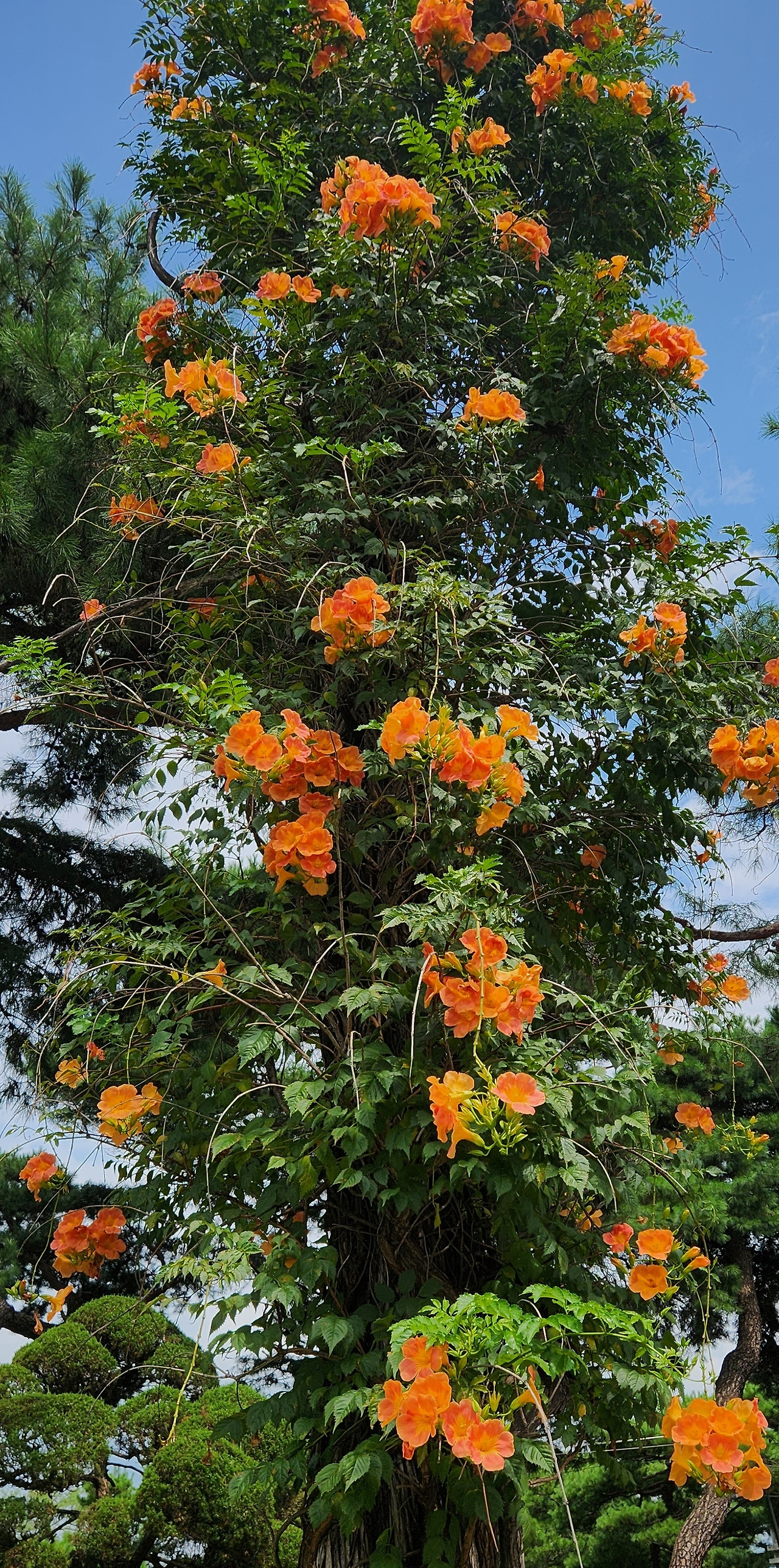 22화 능소화 Trumpet Vine