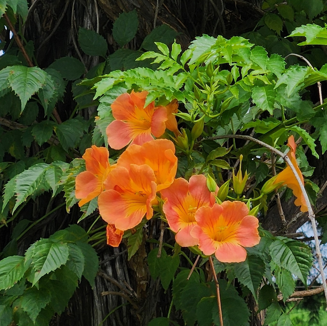 22화 능소화 Trumpet Vine