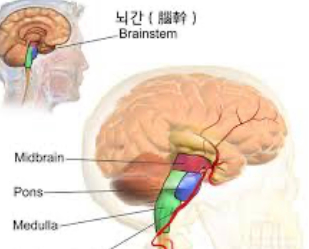 01화 사회적인 뇌 치유하기 2