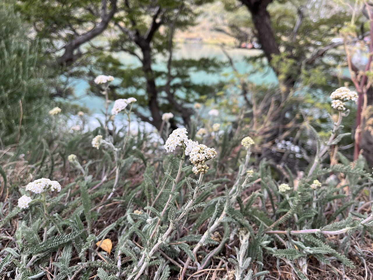 3.(더) 그레이빙하와 백야
