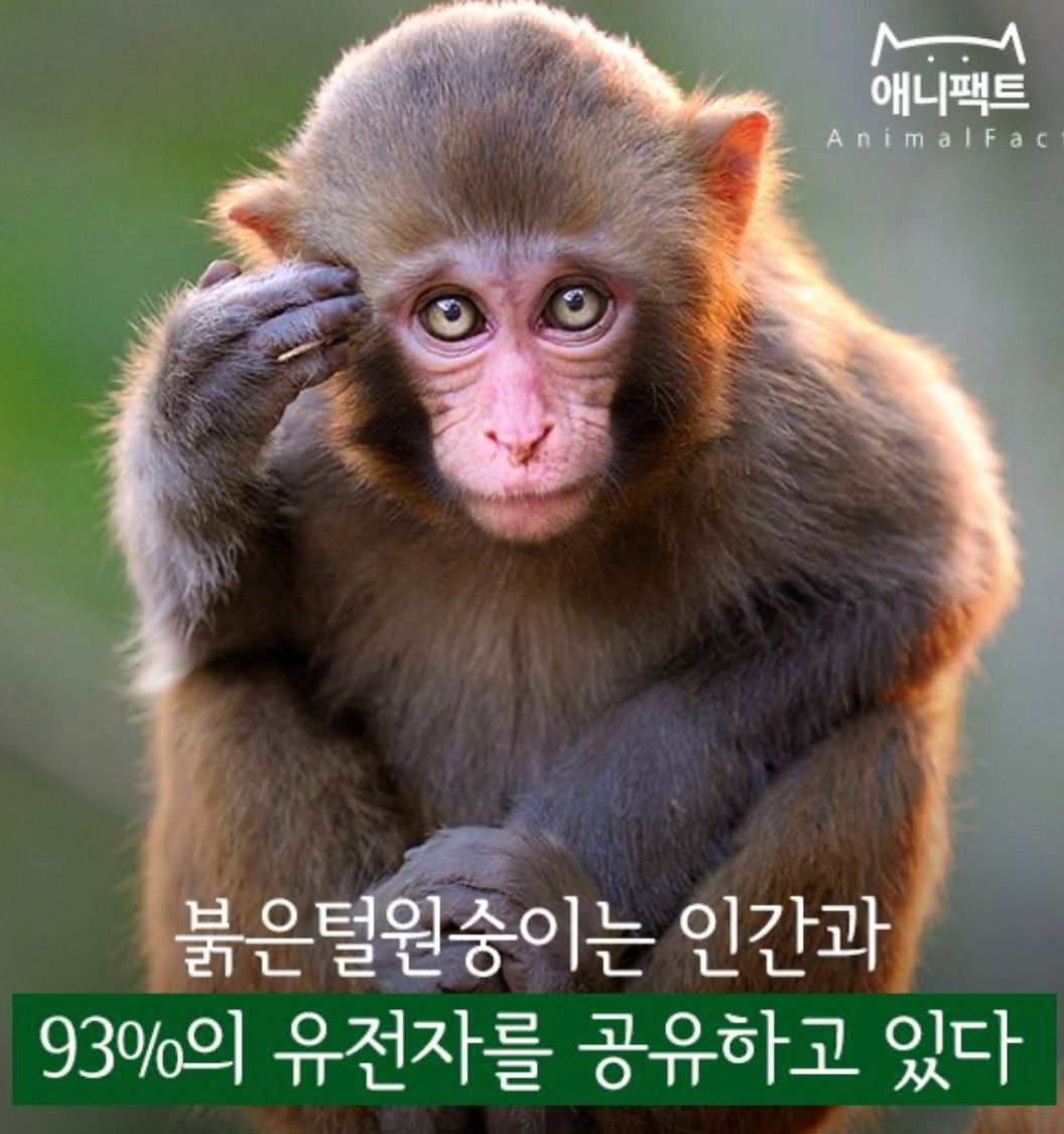 영장류 가격과 신약 개발의 성공