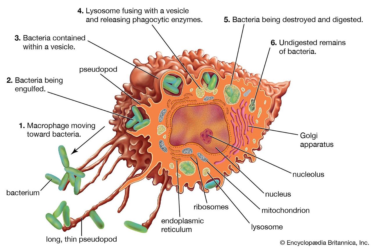 마크로파지(Macrophage)와 면역학