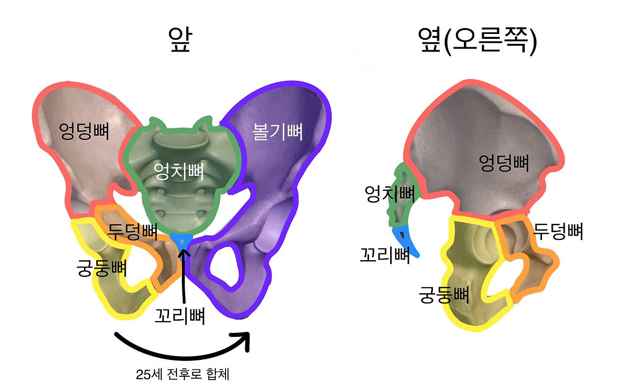 9. 턴아웃과 뼈