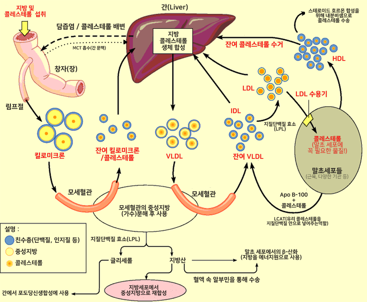 좋은 콜레스테롤과 나쁜 콜레스테롤은 없다.