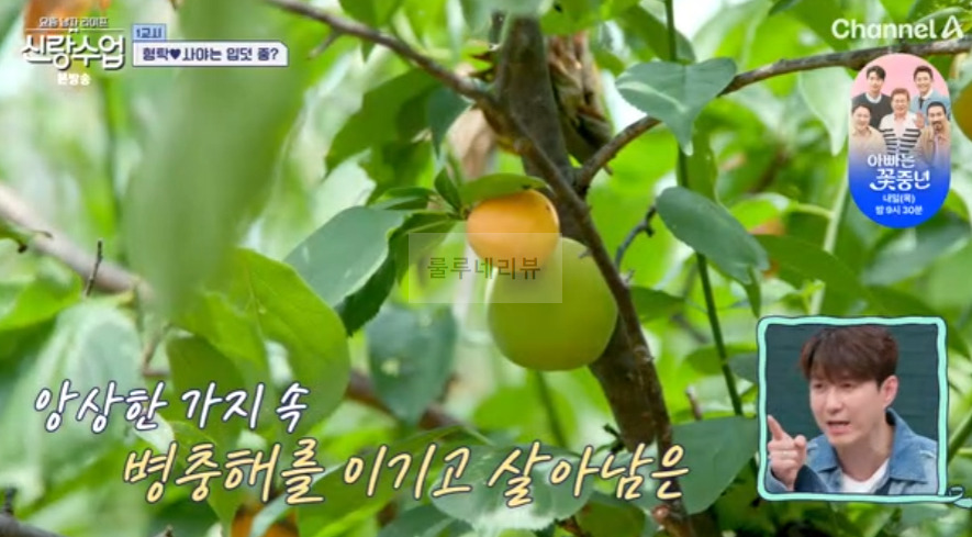 신랑수업 정준하 매실장아찌 비빔국수 레시피 - 형탁 사야 준하 매실장아찌 무침 6 ywAAAAAAQABAAACAUwAOw==