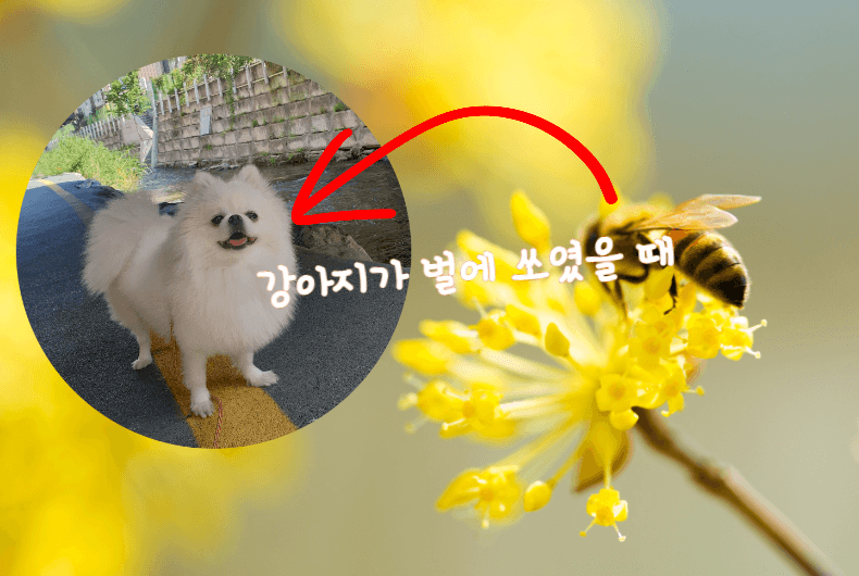 강아지가 벌에 쏘였을 때 어떻게 해야 할까요? 1 강아지가-벌에-쏘였을-때