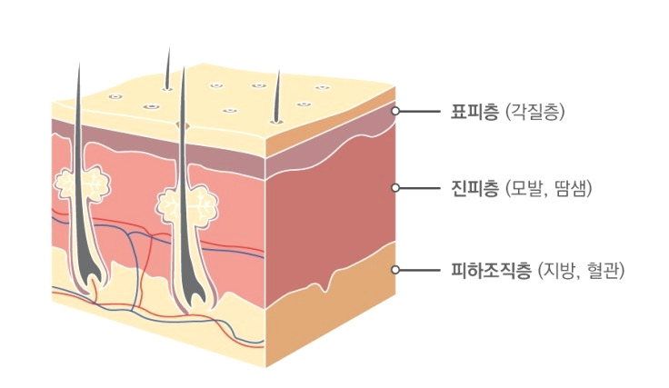 얼굴크림과 핸드크림,풋크림등의 차이점은... 4 ywAAAAAAQABAAACAUwAOw==