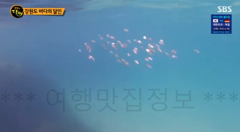 강원도 바다의 달인 강원도 사람 적은 바닷가 해변 어디? 생활의달인 김한웅 사진 찍기 좋은 곳 7 ywAAAAAAQABAAACAUwAOw==