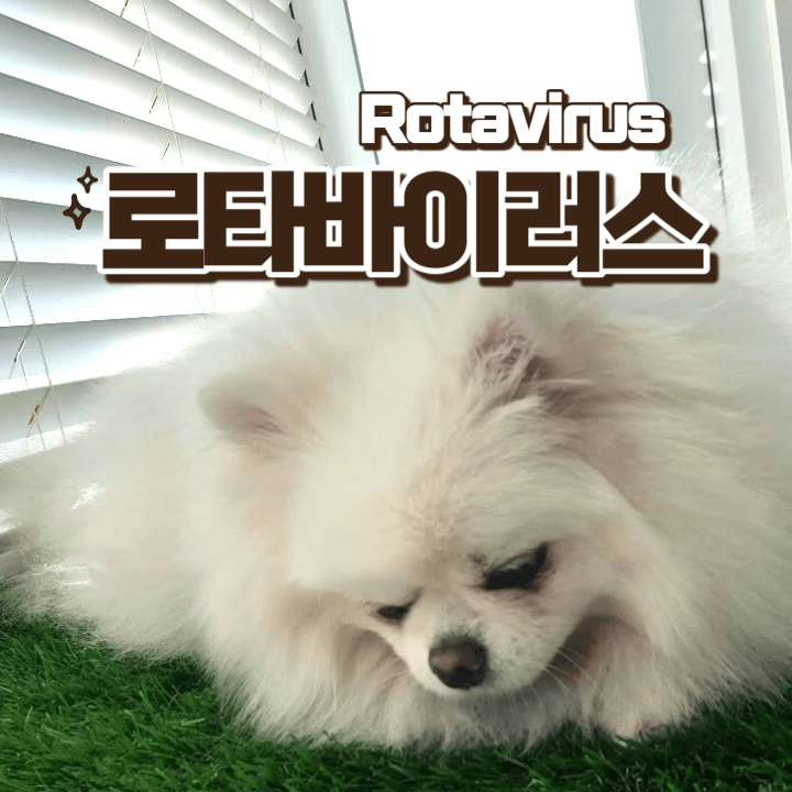 강아지의 로타바이러스: Rotavirus 1 Rotavirus