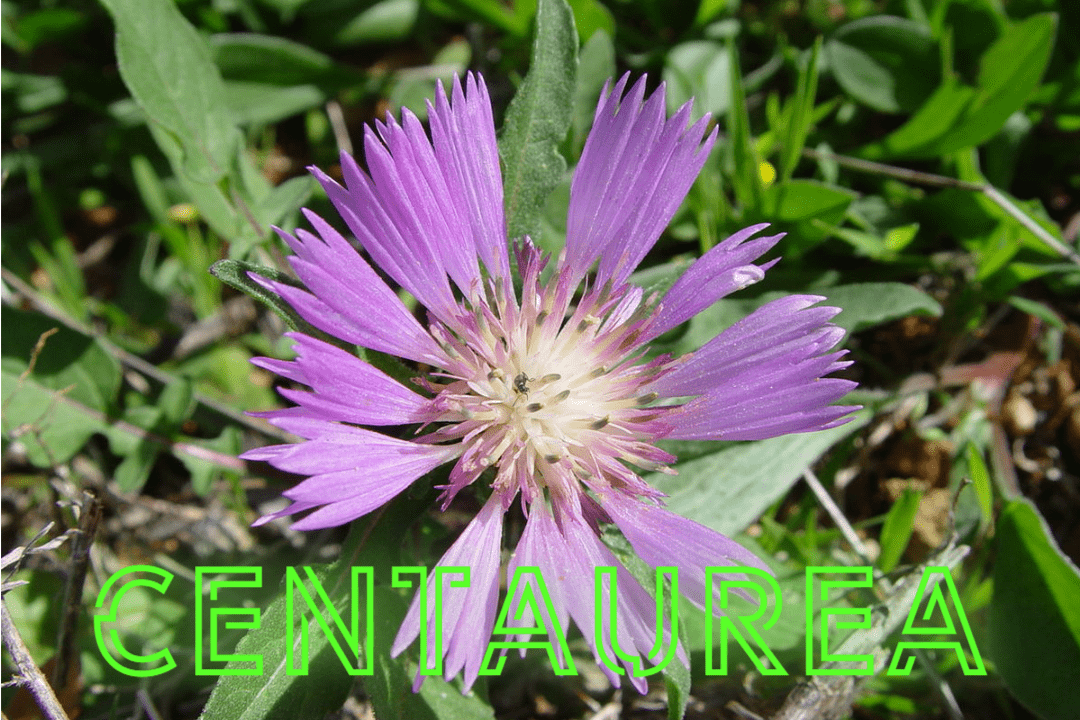 젬브린: ADHD 치료의 새로운 패러다임 1 Centaurea