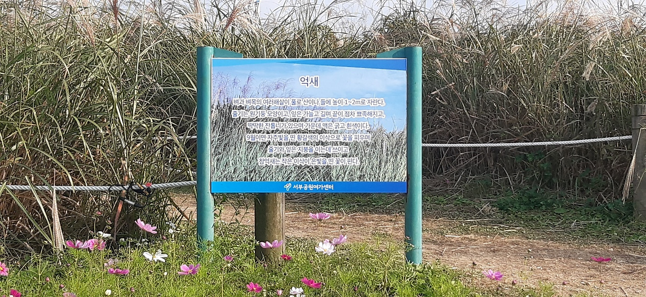 은빛 물결 장관! 제22회 상암동 서울 억새축제 추억샷! 8 ywAAAAAAQABAAACAUwAOw==