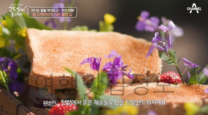 고두심이 좋아서 52회 부여 여행 밥 디자이너가 가꾼 꿈의 집 샌드위치, 꽃차 파는 곳 어디? 6 ywAAAAAAQABAAACAUwAOw==