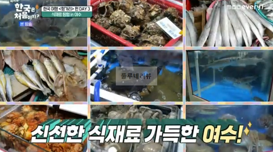 어서와 한국은 처음이지 헝가리 편 여수, 직접 고른 해산물 한 상 횟집 식당 촬영지 어디? 갑오징어회 갈치 2 ywAAAAAAQABAAACAUwAOw==
