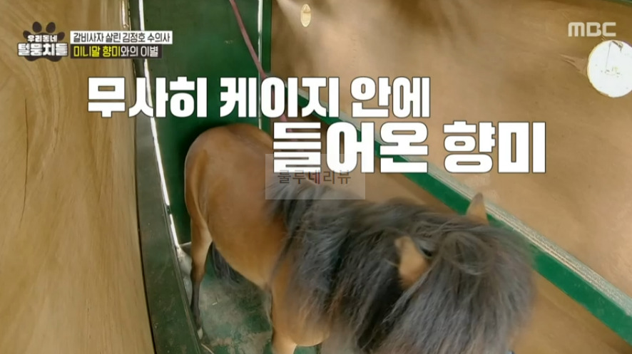 우리동네 털뭉치들 미니말 향미 간 동물원 어디? 갈비사자 살린 김정호 수의사 3 ywAAAAAAQABAAACAUwAOw==