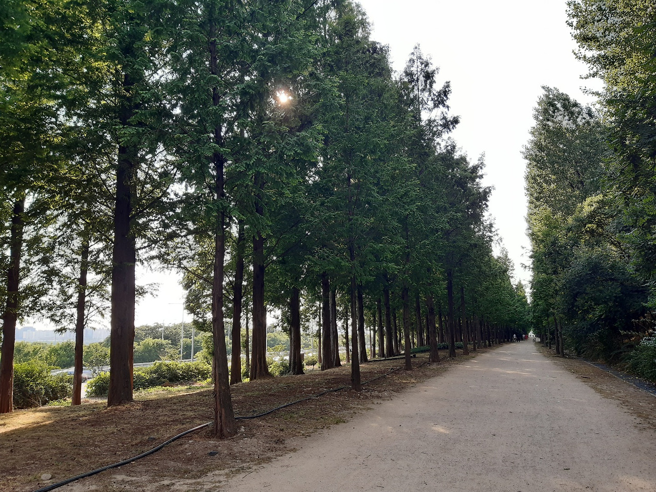 2.2km 연초록빛 향연! 월드컵공원 메타세쿼이아길 5 ywAAAAAAQABAAACAUwAOw==