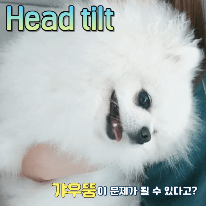 강아지의 갸우뚱거리는 귀여운 행동이 질병일 수 있다고? 1 head tilt