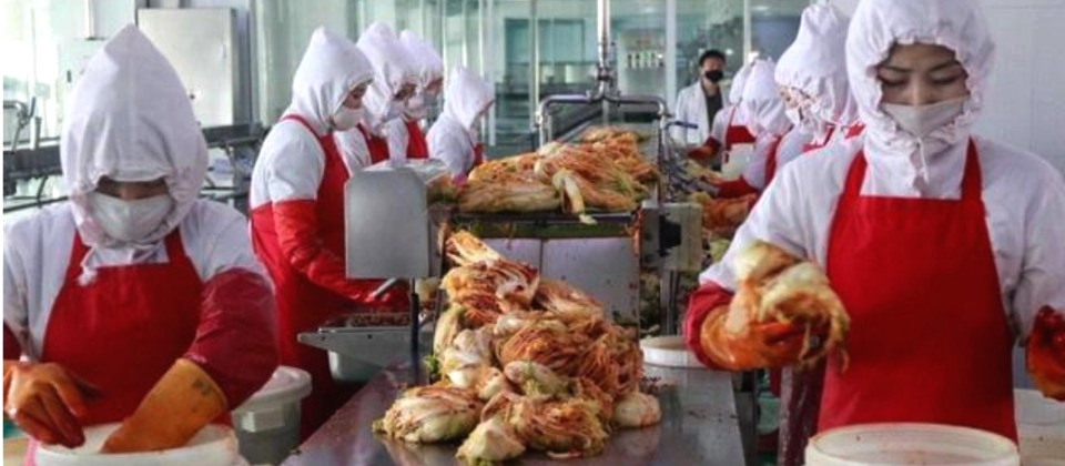수입 배추김치 HACCP(식품안전관리인증기준,해썹) 의무화..10월1일부터 2 ywAAAAAAQABAAACAUwAOw==