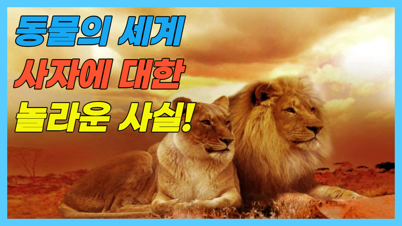 (동물의 세계) 사자에 대한 놀라운 사실 5가지! 1 ywAAAAAAQABAAACAUwAOw==
