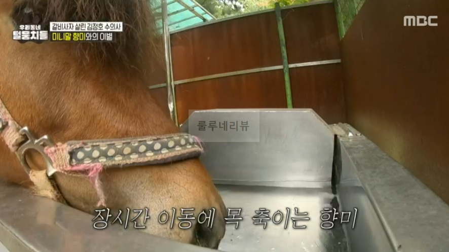 우리동네 털뭉치들 미니말 향미 간 동물원 어디? 갈비사자 살린 김정호 수의사 1 ywAAAAAAQABAAACAUwAOw==