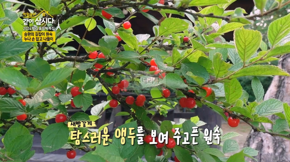 같이삽시다 여주 쌀밥 한 상 차림 식당 어디? 숲으로 둘러싸인 한식당 4 ywAAAAAAQABAAACAUwAOw==
