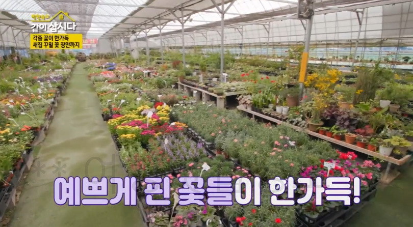 같이삽시다 서천 꽃집, 화훼단지 어디? 각종 꽃이 한가득 새집 꾸밀 꽃 장만까지 박원숙 1 ywAAAAAAQABAAACAUwAOw==
