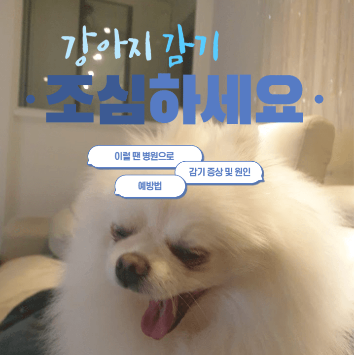 강아지도 감기에 걸려요 : 이렇게 해주세요! 1 ywAAAAAAQABAAACAUwAOw==