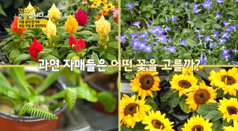 같이삽시다 서천 꽃집, 화훼단지 어디? 각종 꽃이 한가득 새집 꾸밀 꽃 장만까지 박원숙 3 ywAAAAAAQABAAACAUwAOw==