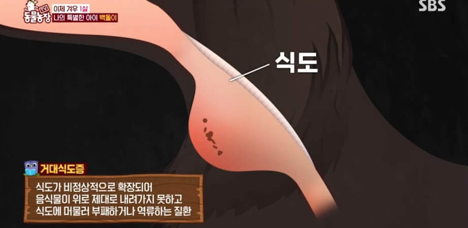 강아지의 거대 식도증 1 거대식도증