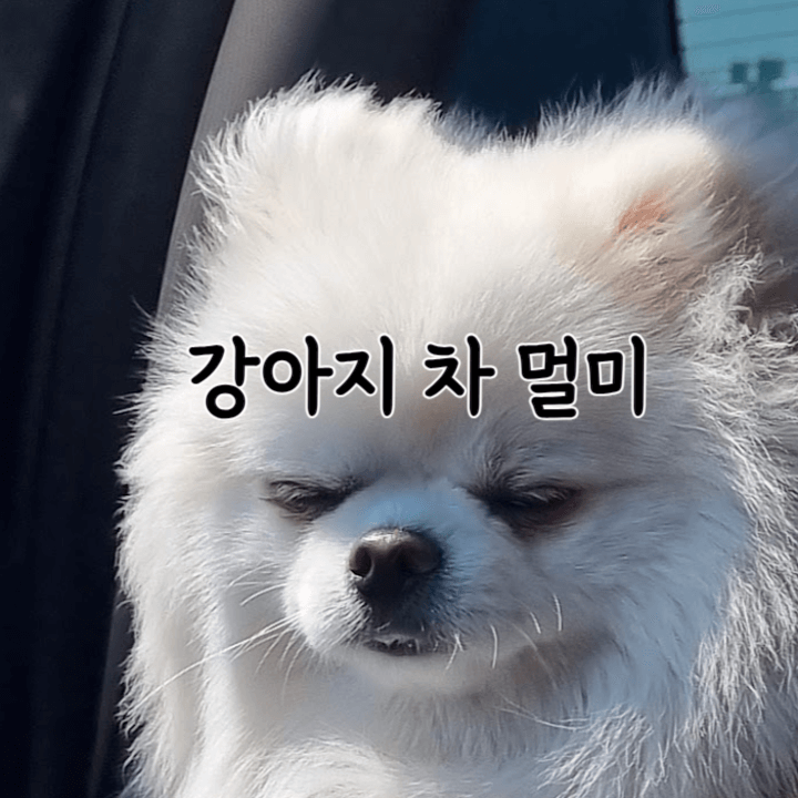 강아지의 차멀미: 멀미 예방을 위한 원인 및 팁 1 ywAAAAAAQABAAACAUwAOw==