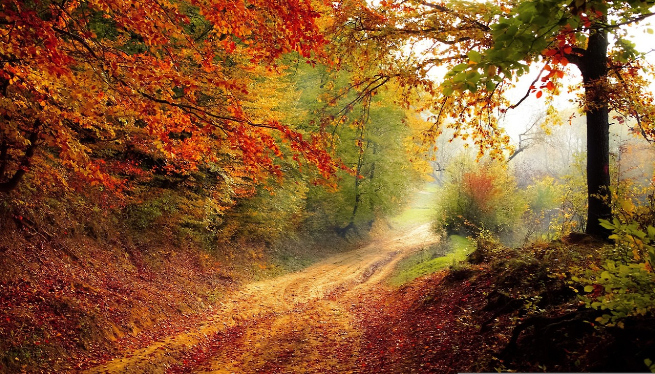 가을 낙엽 이디엄, Idiom with Autumn Leaves 2 ywAAAAAAQABAAACAUwAOw==