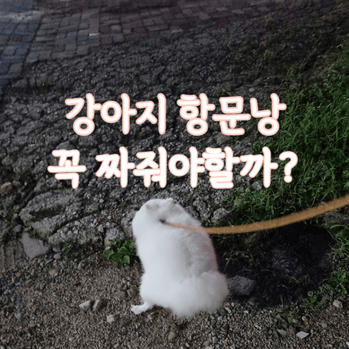 강아지 항문낭은 꼭 짜줘야 할까? 1 강아지 항문낭